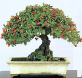Bodur Kırmızı Alıç Bonzai Ağacı Tohumu 5 Adet Bonsai Ağacı Tohumu - 2