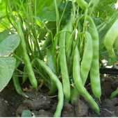 Kılçıksız Simbo Fasülye Tohumu 15 Adet Tohum Bol Verim Fasulye - 3