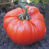 Meşhur Şahbey Pileli Köy Domatesi Tohumu 25 Adet Domates Tohumu thumbnail 1