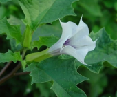 Beyaz Angel Trumpet Çiçeği Tohumu 5 Adet Tohum Meleklerin Borusu - 2