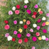 Karışık İpek Şellaki Çiçeği Tohumu 5 Adet Tohum Kedi Tırnağı Çiçek Tohumu - 1