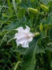 Beyaz Angel Trumpet Çiçeği Tohumu 5 Adet Tohum Meleklerin Borusu - 3