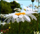 İthal Nadir Alaska Dev Papatya Tohumu 5 Adem Tohum Papatya Çiçek Tohumu thumbnail 2