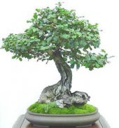 Bodur Keçi Boynuzu Bonzai Ağacı Tohumu 5 Adet Bonsai Ağacı Tohumu - 2