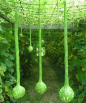 İthal Nadir Uzun Su Kabağı Tohumu 3 Adet Tohum Süs Kabağı Tohumu thumbnail 1