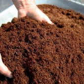 Ezan Çiçeği Ekim Seti 25 Adet Tohum Saksı Toprak Kombin - 5