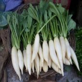İthal Nadir Beyaz Japon Turpu Tohumu 50 Adet Tohum Daikon Turp Tohumu - 2