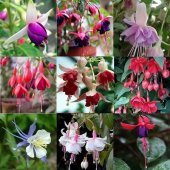 Karışık Küpeli Çiçeği Tohumu 5 Adet Tohum Çiçek Tohumu - 2