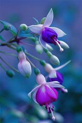 Karışık Küpeli Çiçeği Tohumu 5 Adet Tohum Çiçek Tohumu - 3