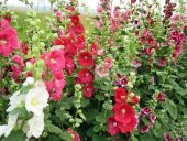 Karışık Gülhatmi Çiçeği Tohumu 5 Adet Tohum Hatmi Çiçeği 4 Farklı Renkte Çiçek Tohumu - 2