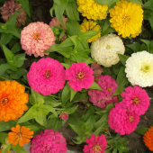 Karışık Zinna Çiçeği Ekim Seti 5 Adet Tohum Saksı Toprak Çiçek Tohumu thumbnail 2