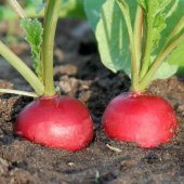 İri Kırmızı Turp Tohumu 50 Adet Tohum - 2