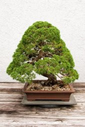 Bodur Lübnan Sediri Bonzai Ağacı Ekim Seti 5 Adet Tohum Saksı Toprak Kombin - 1