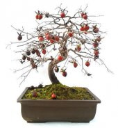 Bodur Trabzon Hurma Bonzai Ağacı Ekim Seti 1 Adet Tohum Saksı Toprak Kombin thumbnail 1