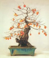 Bodur Trabzon Hurma Bonzai Ağacı Ekim Seti 1 Adet Tohum Saksı Toprak Kombin thumbnail 2