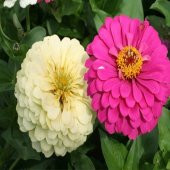 Karışık Zinna Çiçeği Tohumu 5 Adet Tohum Çiçek Tohumu thumbnail 3