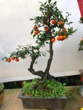 Bodur Trabzon Hurma Bonzai Ağacı Ekim Seti 1 Adet Tohum Saksı Toprak Kombin thumbnail 3