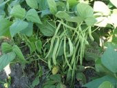 Bodur Sarıkız Fasulyesi Tohumu 15 Adet Tohum Sarı Kız Fasülyesi thumbnail 2