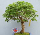 Bodur Beyaz Dut Bonzai Ağacı Tohumu 5 Adet Bonsai Ağacı Tohumu thumbnail 1