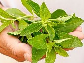 İthal Nadir Stevia Tohumu 10 Adet Tohum Şeker Otu - 3