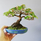 Bodur Beyaz Dut Bonzai Ağacı Tohumu 5 Adet Bonsai Ağacı Tohumu thumbnail 2
