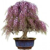 Bodur Akasya Bonzai Ağacı Tohumu 5 Adet Bonsai Ağacı Tohumu - 1