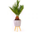 Bodur Palmiye Bonzai Ağacı Tohumu 3 Adet Bonsai Ağacı Tohumu - 1