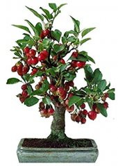 Kiraz Bonzai Ağacı Tohumu 5 Adet Bonsai Ağacı Tohumu - 1
