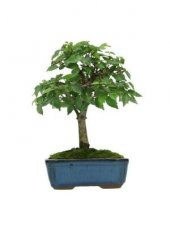 Bodur Beyaz Dut Bonzai Ağacı Tohumu 5 Adet Bonsai Ağacı Tohumu thumbnail 3