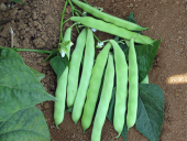 Bodur Sarıkız Fasulyesi Tohumu 15 Adet Tohum Sarı Kız Fasülyesi thumbnail 3