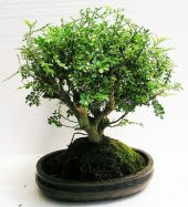 Bodur Karabiber Bonzai Ağacı Tohumu 5 Adet Bonsai Ağacı Tohumu - 2