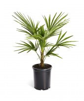 Coccos Plumosa Hindistan Cevizi Tohumu 3 Adet Tohum Kraliçe Palmiyesi - 1