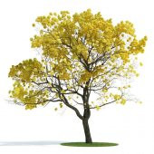 Sarı Tabebuia Ağacı Tohumu 5 Adet Tohum - 1
