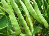 Bodur Sarıkız Fasulyesi Tohumu 15 Adet Tohum Sarı Kız Fasülyesi thumbnail 4