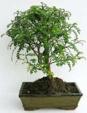 Bodur Karabiber Bonzai Ağacı Tohumu 5 Adet Bonsai Ağacı Tohumu - 3