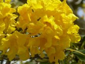 Sarı Tabebuia Ağacı Tohumu 5 Adet Tohum - 2