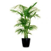 Coccos Plumosa Hindistan Cevizi Tohumu 3 Adet Tohum Kraliçe Palmiyesi - 2