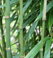 İthal Yeşil Bambu Ağacı Tohumu 5 Adet Tohum - 2