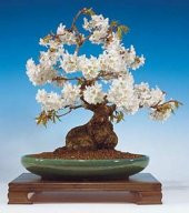 Kiraz Bonzai Ağacı Tohumu 5 Adet Bonsai Ağacı Tohumu - 3