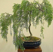 Bodur Akasya Bonzai Ağacı Tohumu 5 Adet Bonsai Ağacı Tohumu - 3