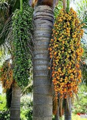 Coccos Plumosa Hindistan Cevizi Tohumu 3 Adet Tohum Kraliçe Palmiyesi - 3