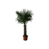 Washingtonia Robusta Palmiye Ağacı Tohumu 3 Adet Tohum - 2