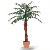 Washingtonia Robusta Palmiye Ağacı Tohumu 3 Adet Tohum - 3