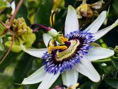 Passiflora Tohumu 3 Adet Tohum Pasiflora Saat Çiçeği - 1