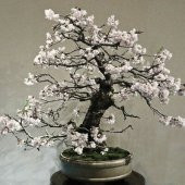 Kiraz Bonzai Ağacı Tohumu 5 Adet Bonsai Ağacı Tohumu - 5