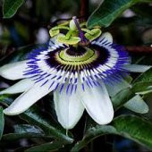 Passiflora Tohumu 3 Adet Tohum Pasiflora Saat Çiçeği - 2