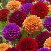 Karışık Dahlia Çiçeği Ekim Seti 5 Adet Tohum Saksı Toprak Yıldız Çiçek Tohumu - 1