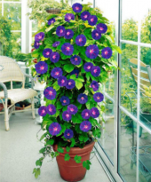 Karışık Sarmaşık Sabah Sefası Çiçeği Ekim Seti 5 Adet Tohum Saksı Toprak thumbnail 1