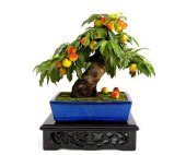 Şeftali Bonzai Ağacı Ekim Seti 1 Adet Tohum Saksı Toprak Kombin thumbnail 3