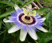 Passiflora Tohumu 3 Adet Tohum Pasiflora Saat Çiçeği - 4